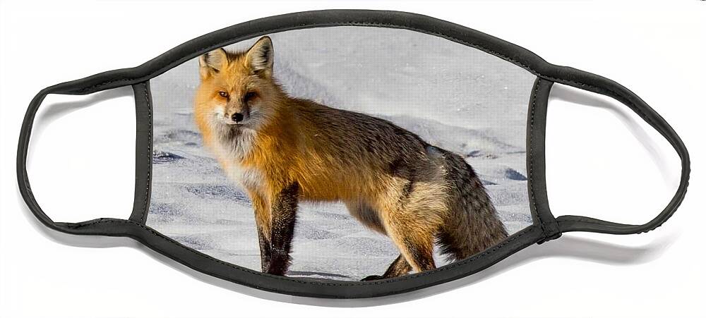 Fox Face Mask featuring the photograph Vixen by Carolyn Mickulas