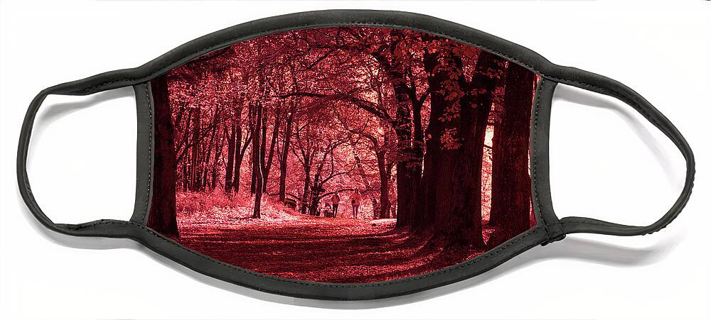 Forest Face Mask featuring the photograph Walking down an enchanted alley by Maria Dimitrova
