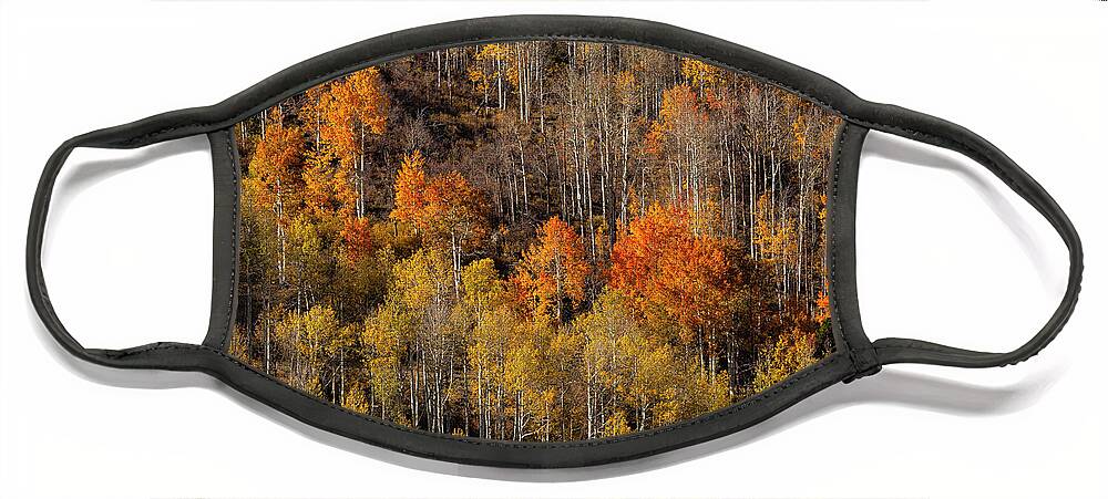 Fall Face Mask featuring the photograph Warm Light On Distant Aspens by Denise Bush