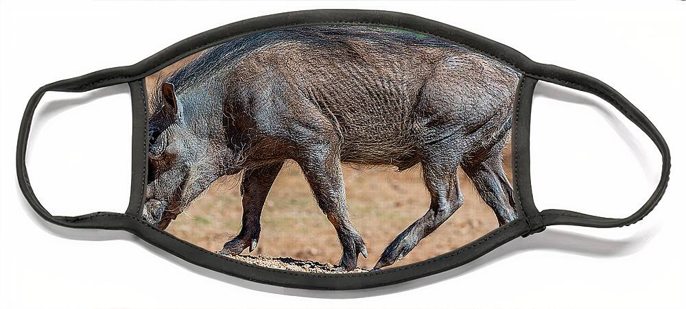  Face Mask featuring the photograph Warthog by Al Judge