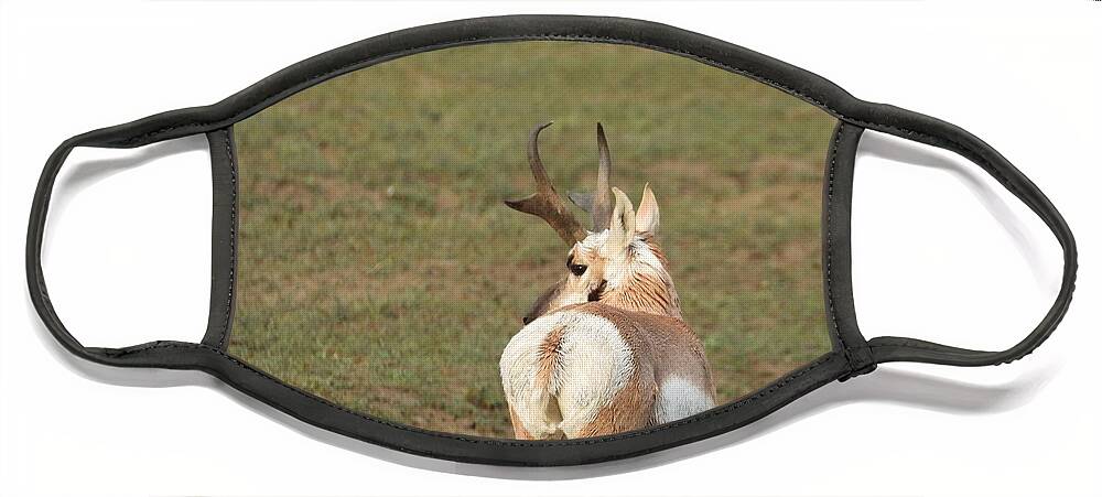 Antelope Face Mask featuring the photograph Watchful Antelope by Amanda R Wright