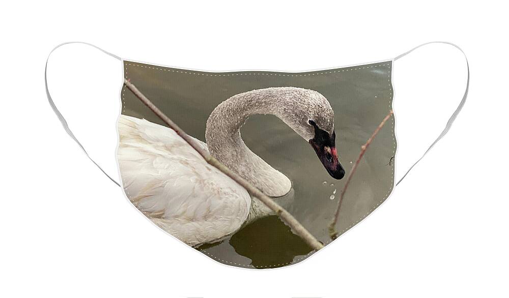 Wildlife Face Mask featuring the photograph Water Dripping From the Beak of a Trumpeter Swan by Michael Dean Shelton