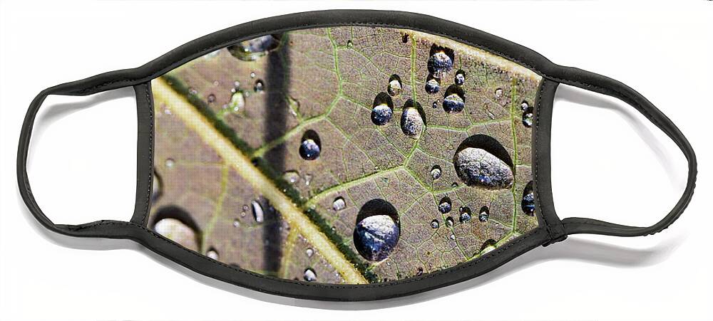 Rain Face Mask featuring the photograph Water Drips on a Leaf by Amelia Pearn
