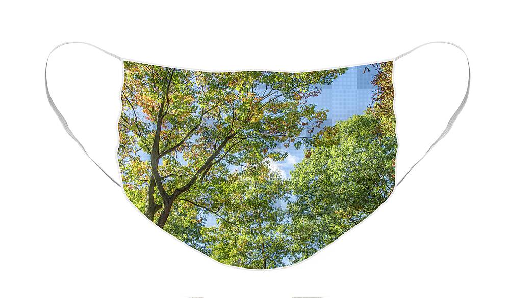 Waterlow Park Face Mask featuring the photograph Waterlow Park Trees Fall 3 by Edmund Peston