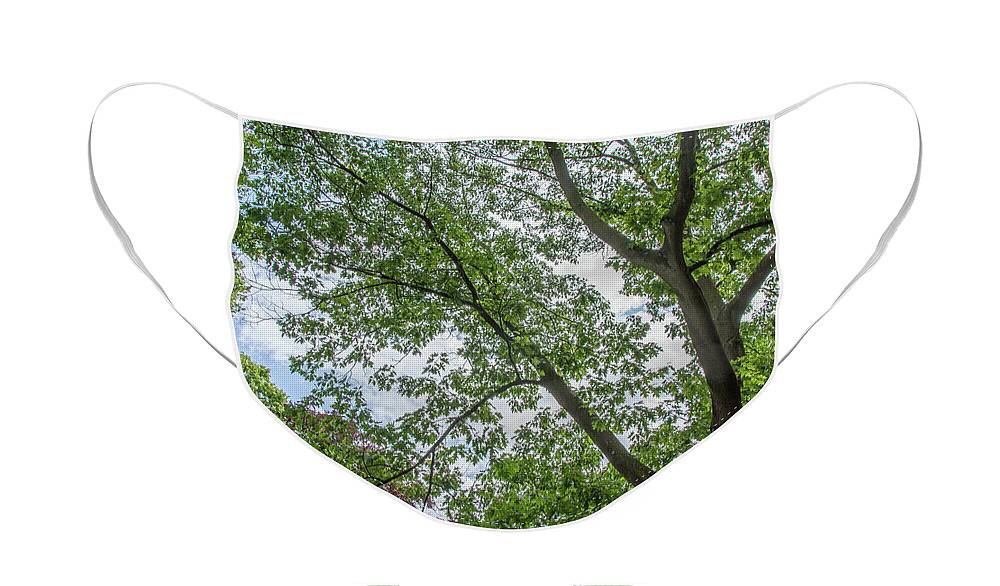 Waterlow Park Face Mask featuring the photograph Waterlow Park Trees Summer by Edmund Peston