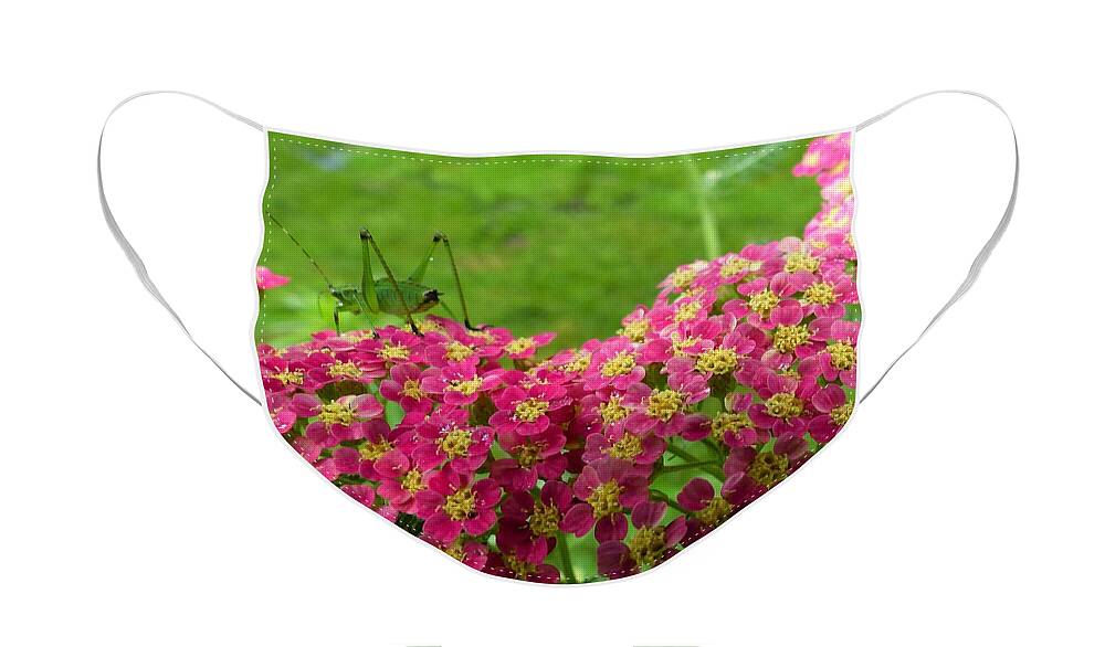 Grasshopper Face Mask featuring the photograph Welcome Spring by Rosanne Licciardi