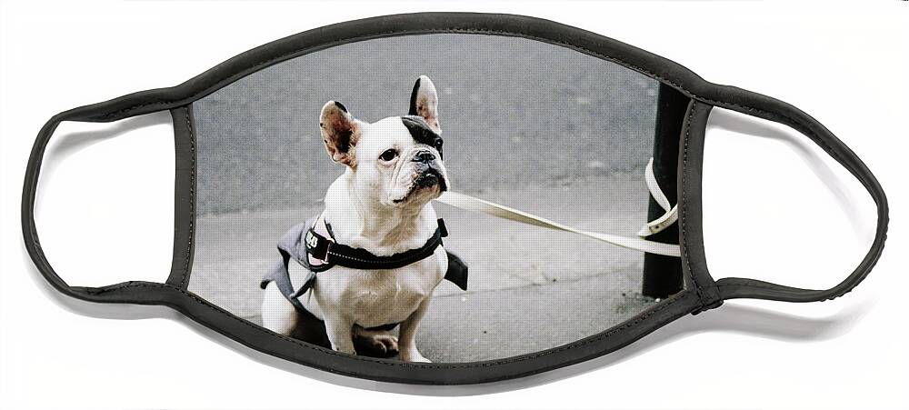 Dog Face Mask featuring the photograph Well Behaved Dog Waiting For Owner by Barthelemy De Mazenod