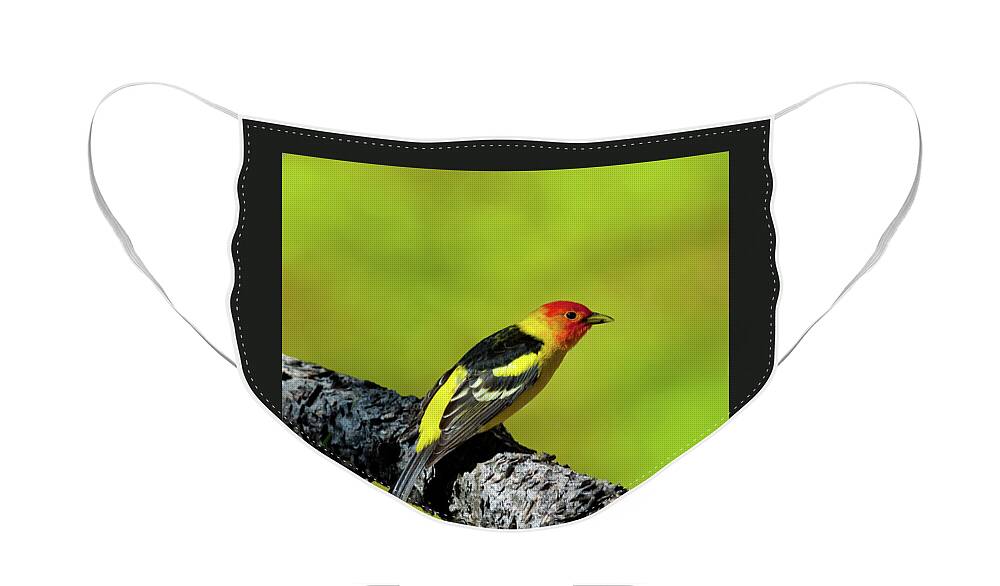 Animal Face Mask featuring the photograph Western Tanager by Jeff Goulden