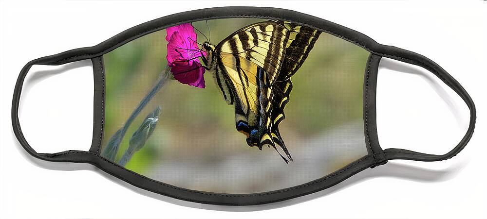 Lepidoptera Face Mask featuring the photograph Western Tiger Swallowtail on Rose Campion Flower #4 by Nancy Gleason