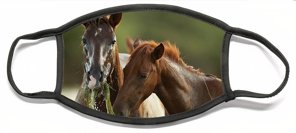 Salt River Wild Horses Face Mask featuring the photograph Wet Face by Shannon Hastings