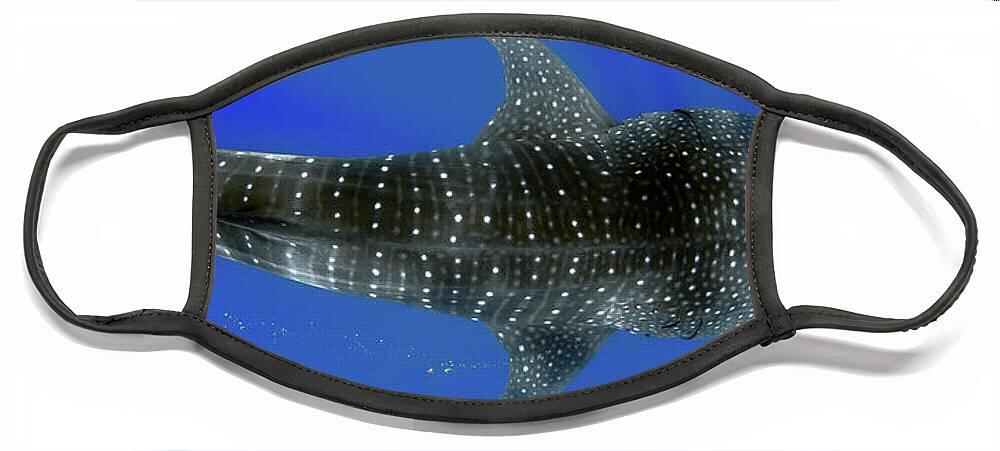 Whale Shark Face Mask featuring the photograph Whale shark by Artesub