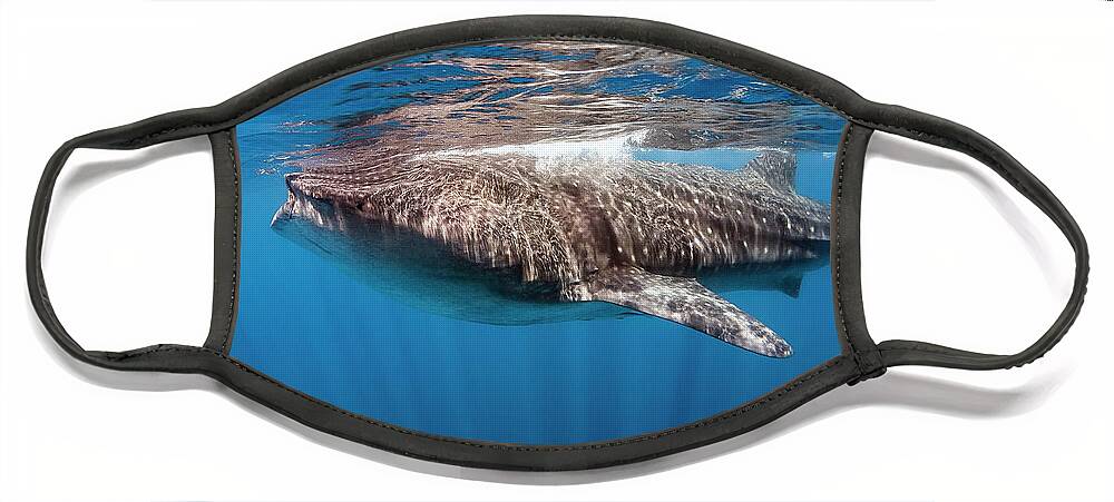Holbox Face Mask featuring the photograph whale shark - Rhincodon typus by Olivier Parent
