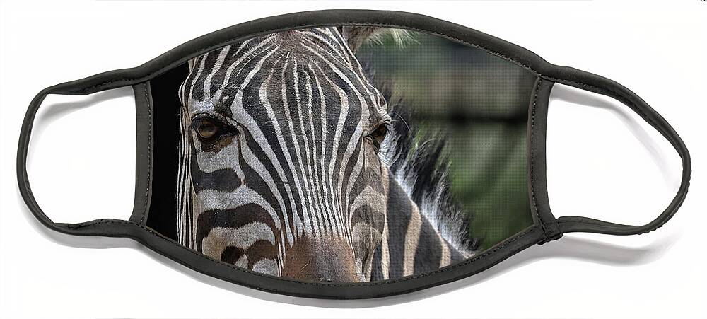 Zebra Face Mask featuring the photograph Whatcha lookin at by M Kathleen Warren