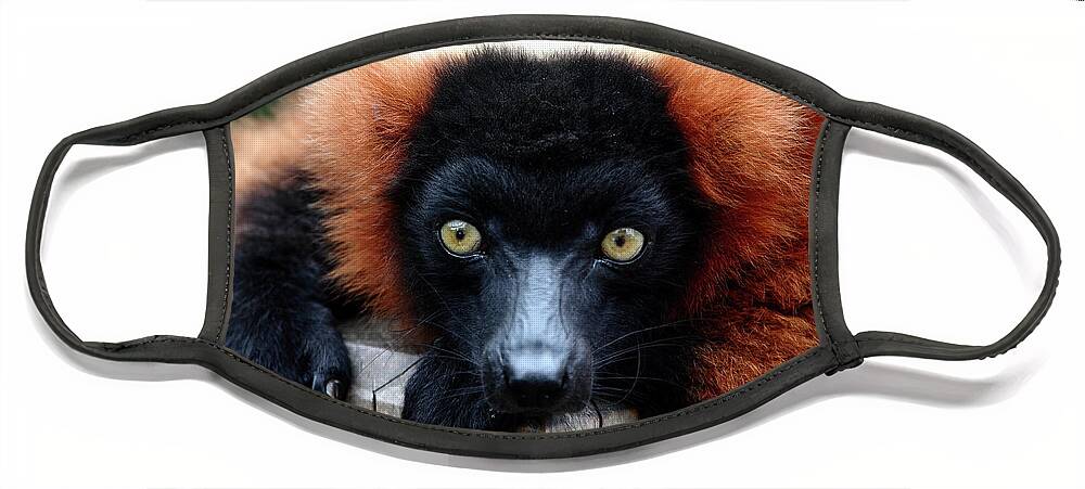 Red Ruffed Lemur Face Mask featuring the photograph Whatchya Lookin At by Lens Art Photography By Larry Trager