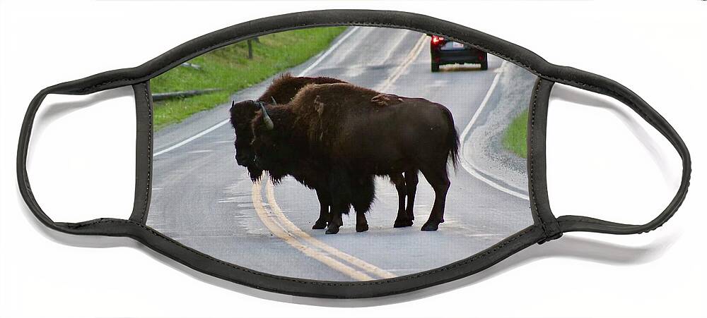 Bison Face Mask featuring the photograph Which way should we go? by Yvonne M Smith