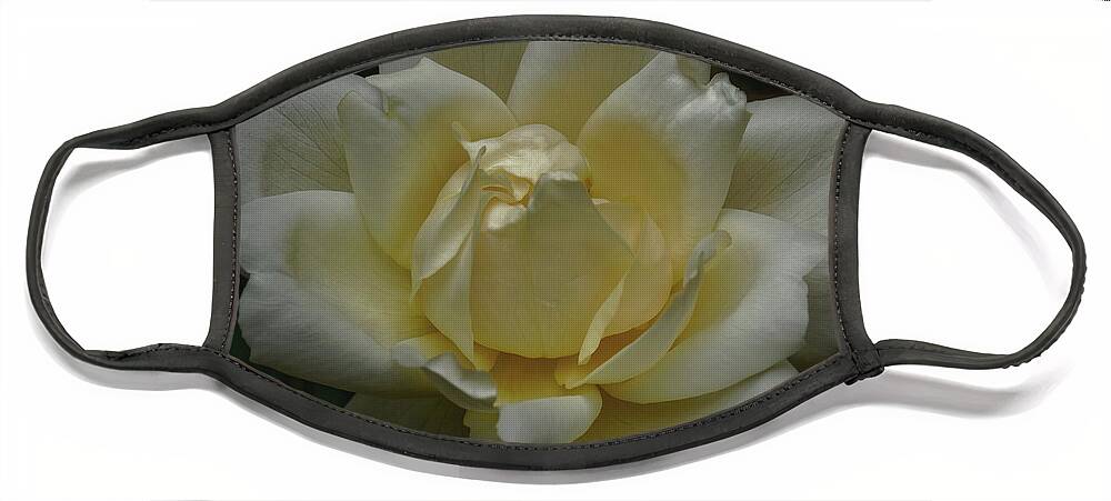Rose Face Mask featuring the photograph White and Yellow Rose by Jeff Townsend