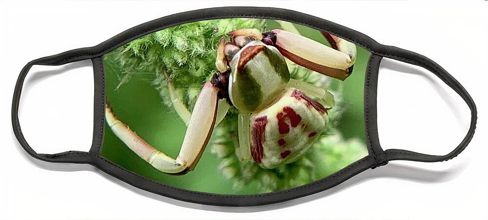 Spider Face Mask featuring the photograph White Banded Crab Spider by Catherine Wilson