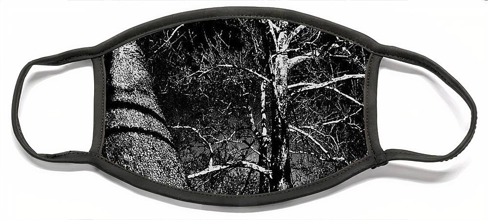 Nature Face Mask featuring the photograph White Branches on Black by Frank J Casella