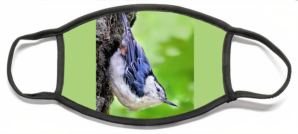 Nuthatch Face Mask featuring the photograph White Breasted Nuthatch by Christina Rollo
