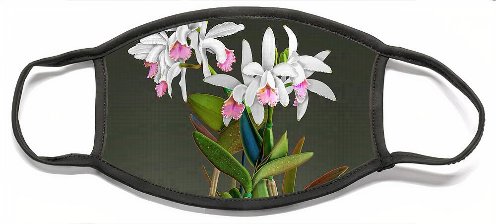 White Cattleya Orchids Face Mask featuring the painting White Cattleya Orchids by David Arrigoni