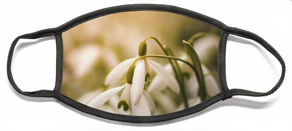 Europe Face Mask featuring the photograph White common snowdrop - prank of nature by Vaclav Sonnek