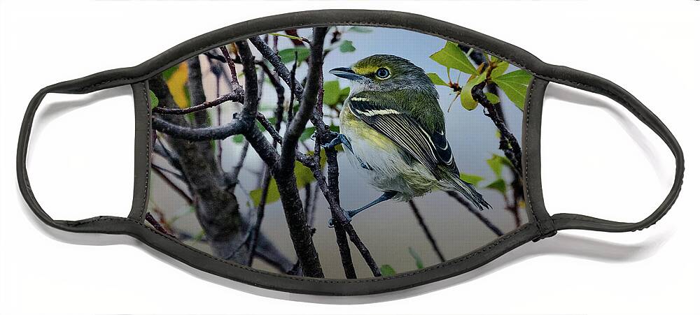 Vireo Face Mask featuring the photograph White-eyed Vireo by Jaki Miller