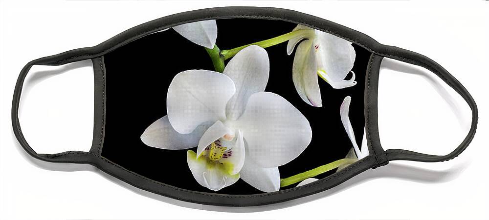 Orchid Face Mask featuring the photograph White Orchids by Elvira Peretsman