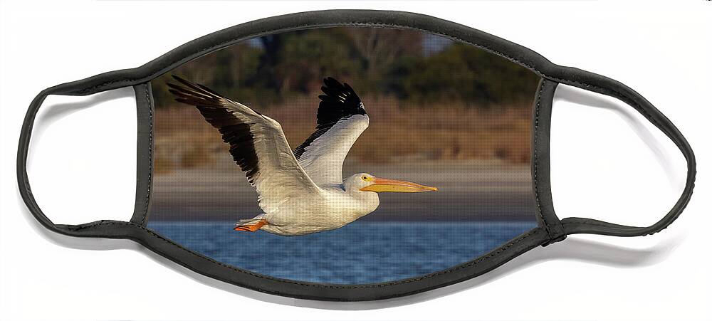 American White Pelican Face Mask featuring the photograph White Pelican in Flight by Patricia Schaefer