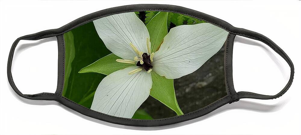 Spring Face Mask featuring the photograph White Star Trillium by Anita Adams