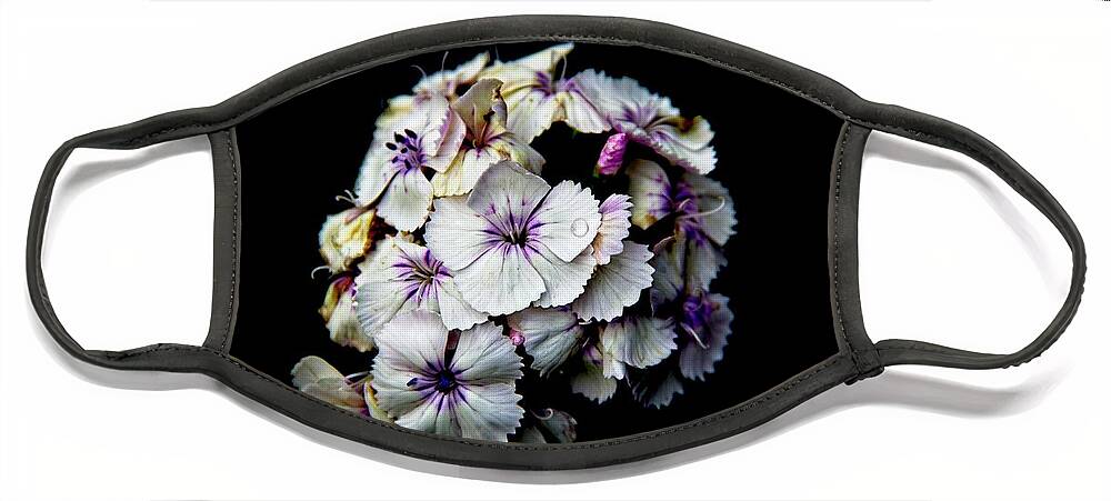 Flower Face Mask featuring the photograph Sweet William Surprise by Allen Nice-Webb