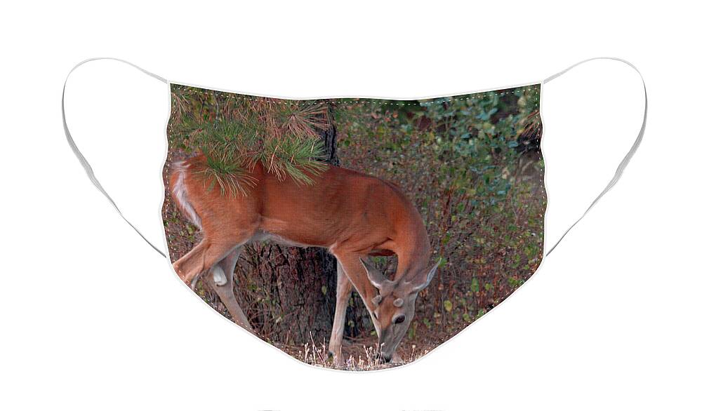 White-tail Face Mask featuring the photograph White-tail mom by Cindy Murphy