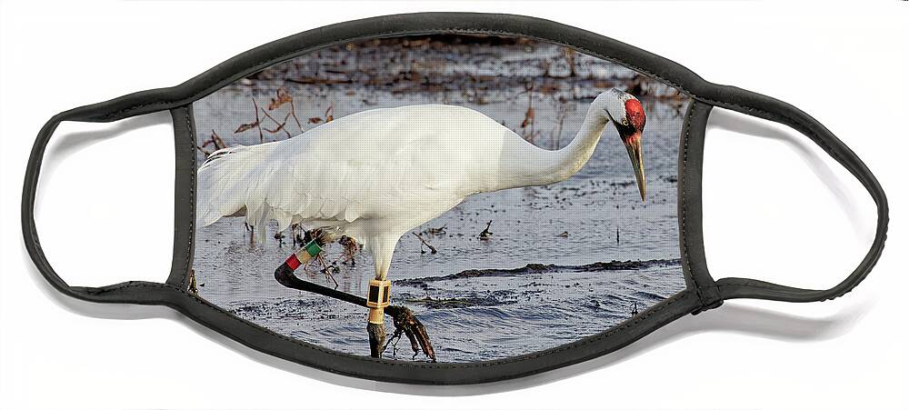Crane Face Mask featuring the photograph Whooping Crane in Necedah by Natural Focal Point Photography