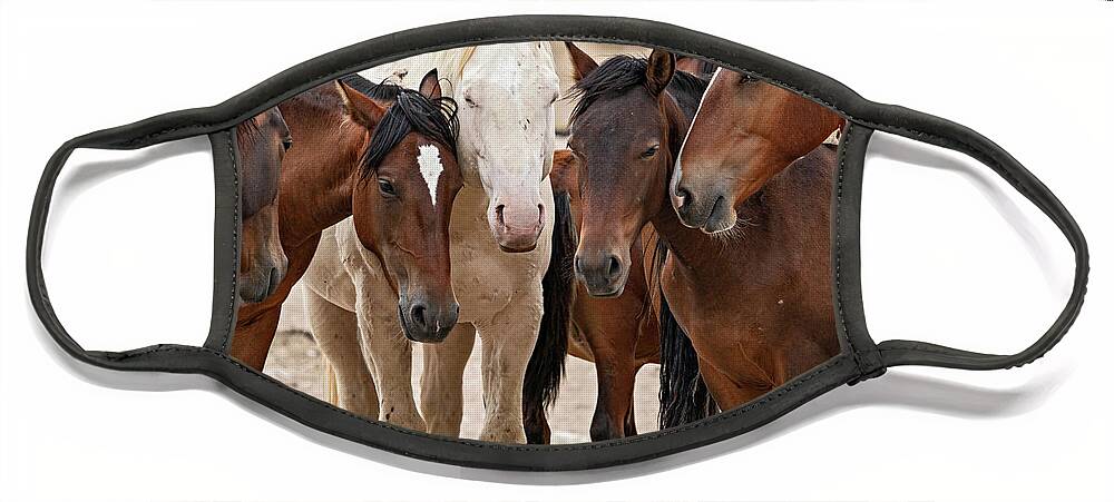 Wild Horses Face Mask featuring the photograph Wild Horse Huddle by Wesley Aston