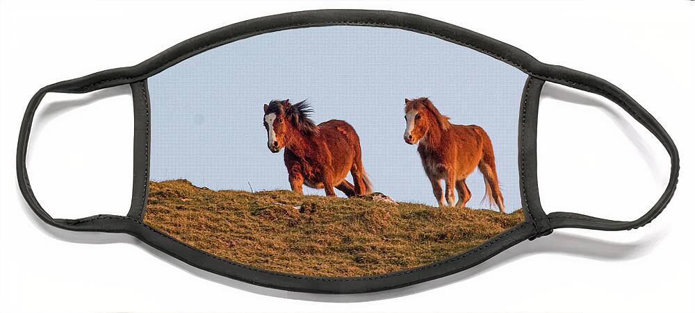 Horse Face Mask featuring the photograph Wild Horses by Double AA Photography