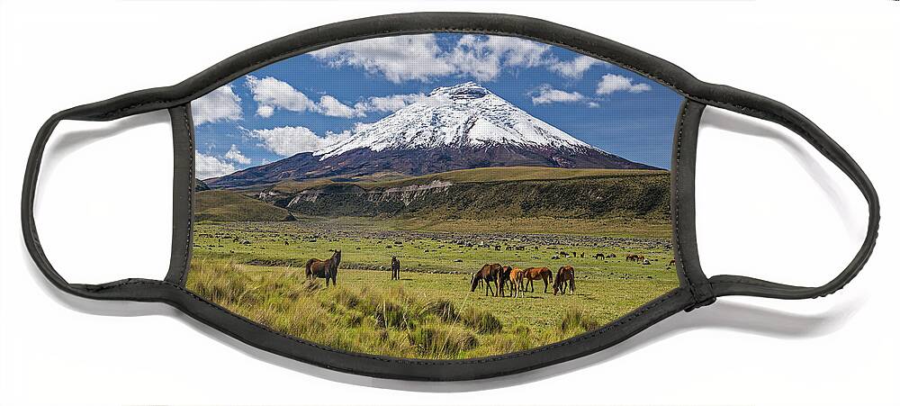 Andes Face Mask featuring the photograph Wild horses grazing at the foot of the Cotopaxi volcano by Henri Leduc