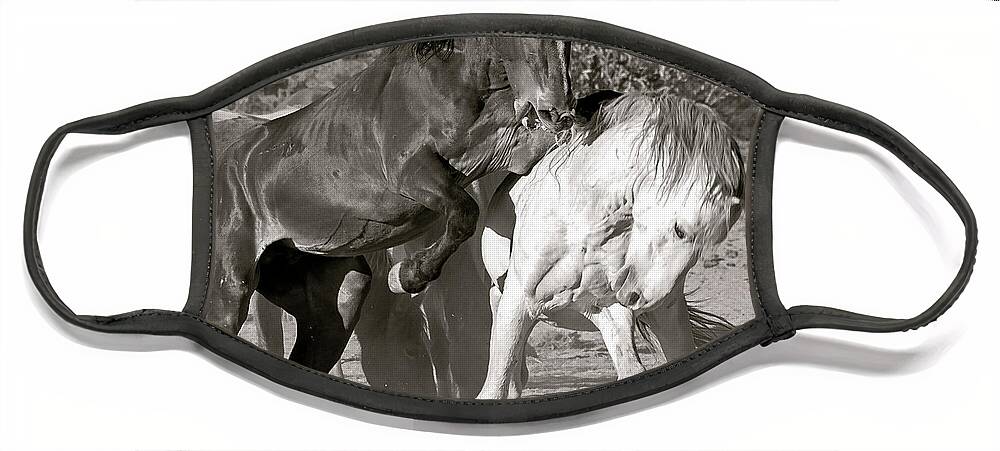Wild Face Mask featuring the photograph WIld Horses Sparring by Martin Konopacki