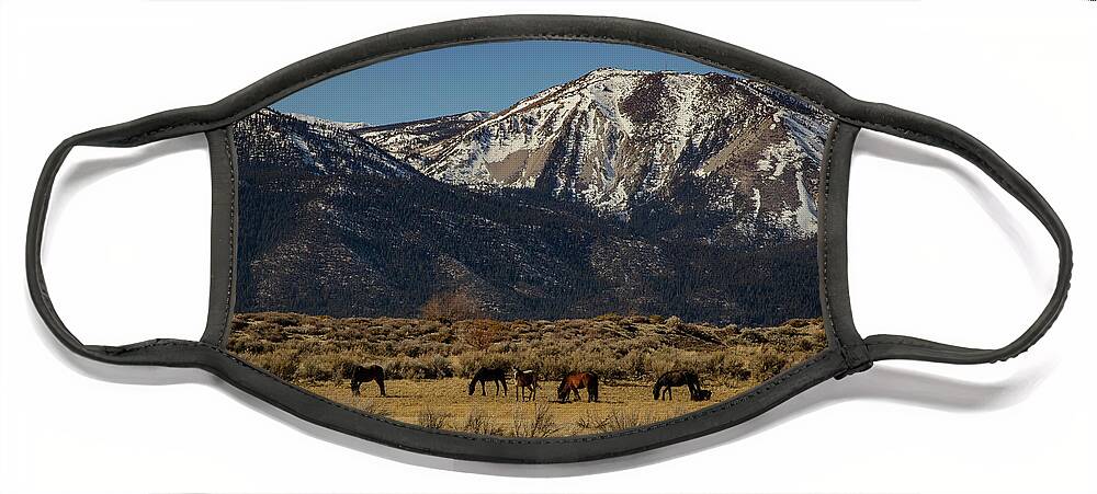 Mustangs Face Mask featuring the photograph Wild Mustangs at Lake Washoe State Park by Barbara Bowen
