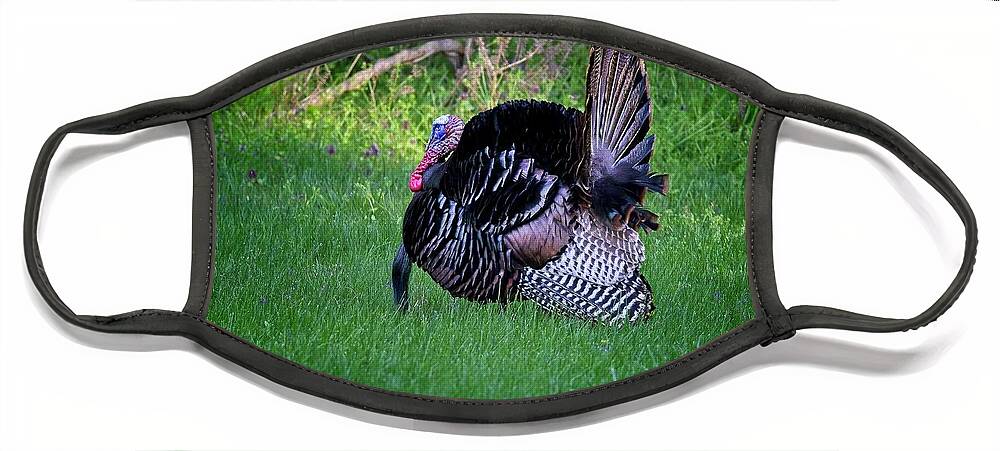 Wildlife Face Mask featuring the photograph Wild Turkey Gobbler displaying during mating season by Ronald Lutz