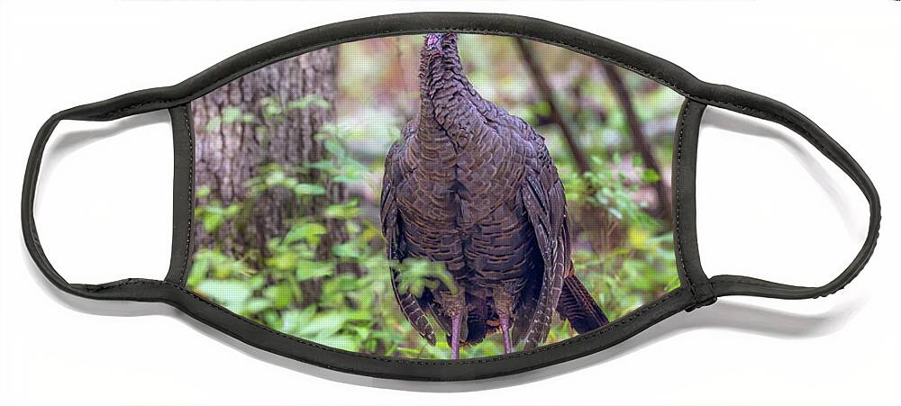 Wild Turkey Face Mask featuring the photograph Wild Turkey Standing on a Log by Susan Rissi Tregoning