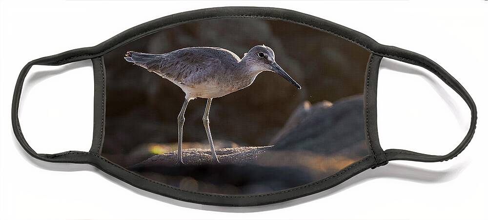Bird Photography Shorebirds Bird Face Mask featuring the photograph Willet in the spotlight by Abigail Diane Photography