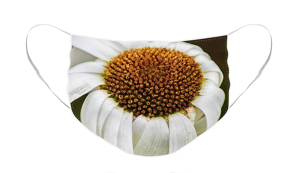 Daisy Face Mask featuring the photograph Wilted Daisy by Bob Decker