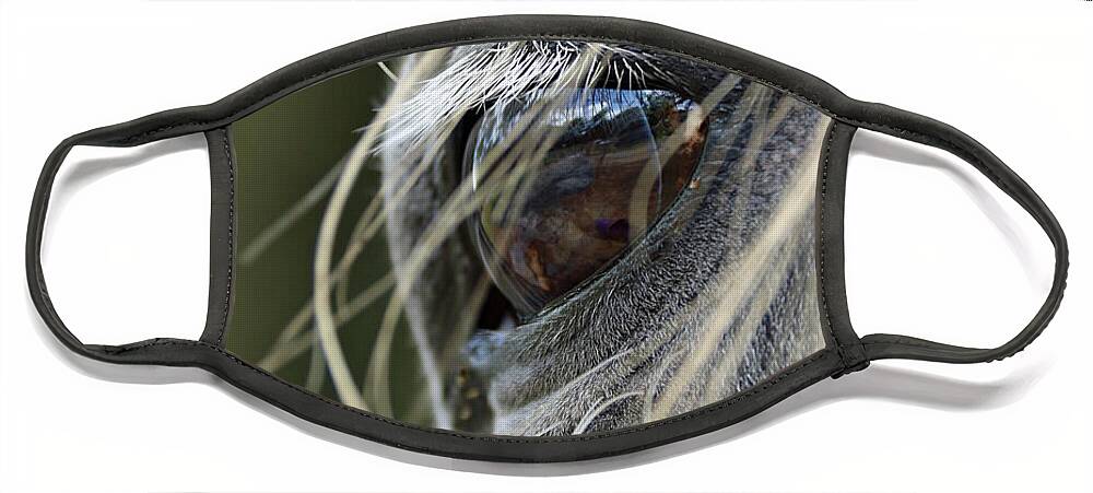 Horse Face Mask featuring the photograph Window of the Soul by M Kathleen Warren