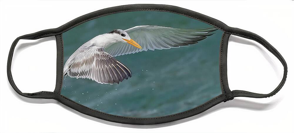 Royal Tern Face Mask featuring the photograph Winged Royalty by RD Allen