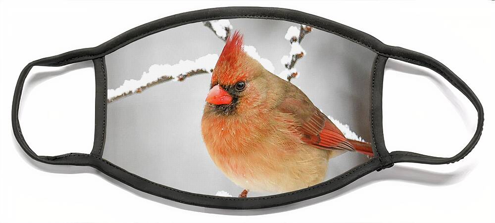 Winter Female Cardinal Face Mask featuring the photograph Winter Female Cardinal by Michelle Wittensoldner