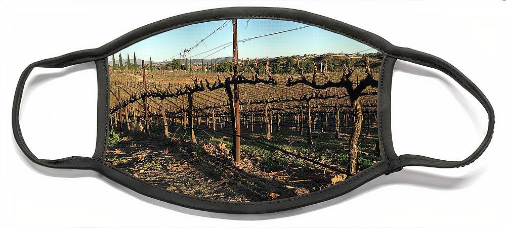 Winter Face Mask featuring the photograph Winter Vines Hart Winery Temecula by Roxy Rich
