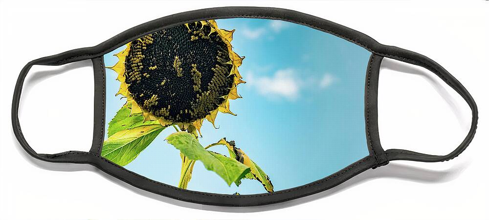 Sunflower Face Mask featuring the photograph Wisdom of Sunflowers by Ada Weyland