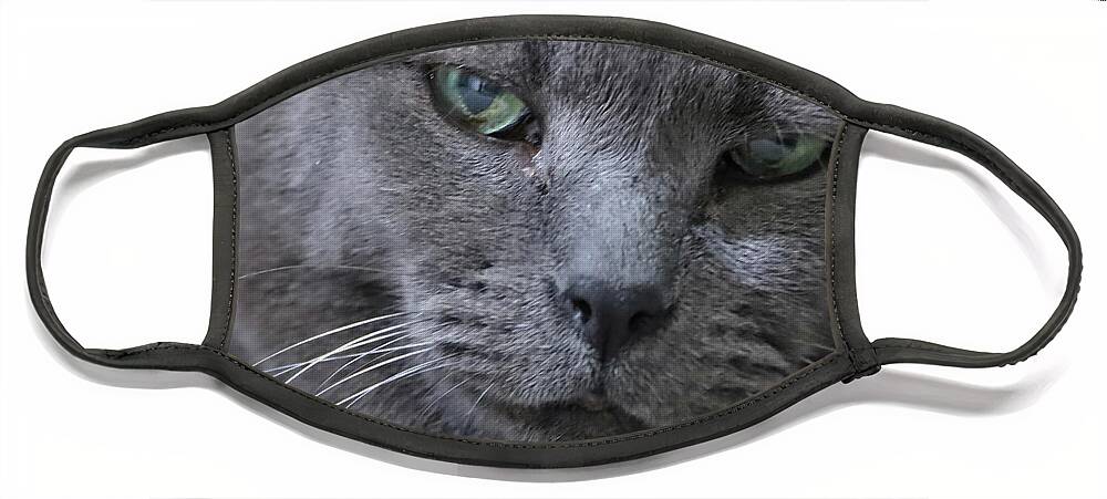Cat Face Mask featuring the photograph Wise Old Cat by M Kathleen Warren