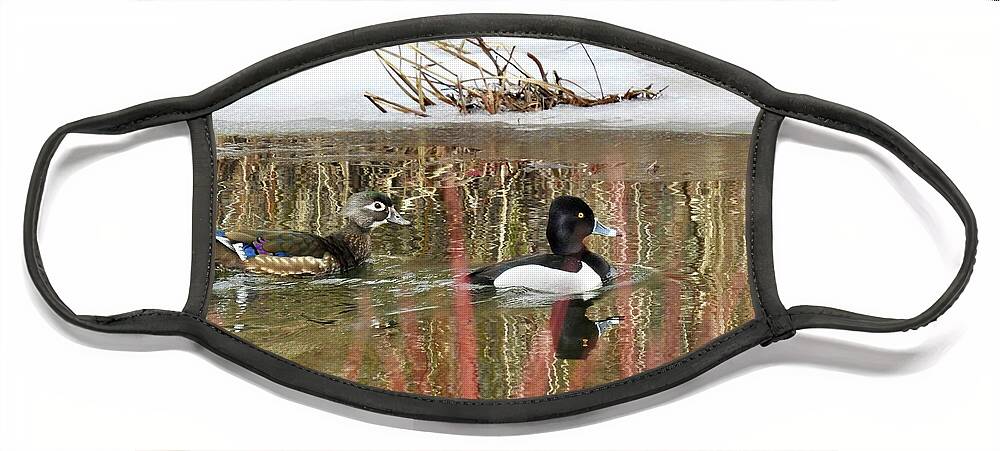 Ring Neck Duck Face Mask featuring the photograph Wood Duck and Ring Neck by Nicola Finch