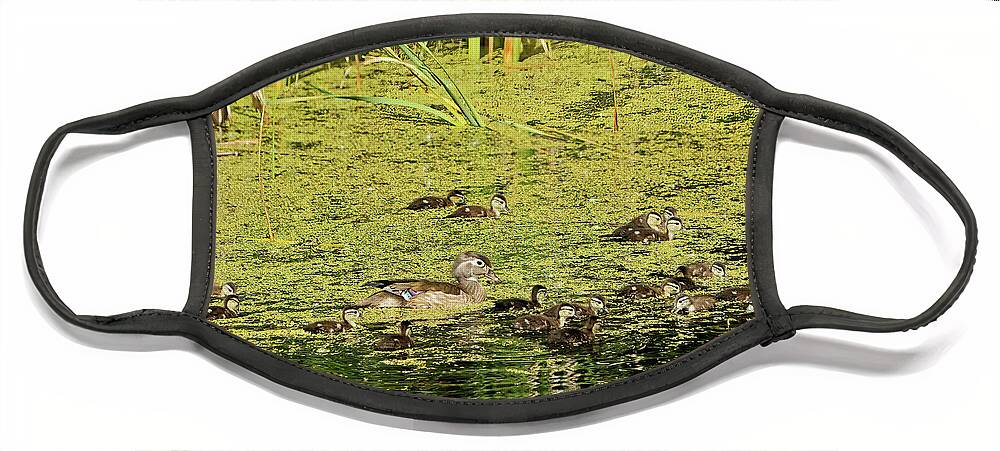 Chicks Face Mask featuring the photograph Wood Duck Chicks in Duck Weed by Natural Focal Point Photography