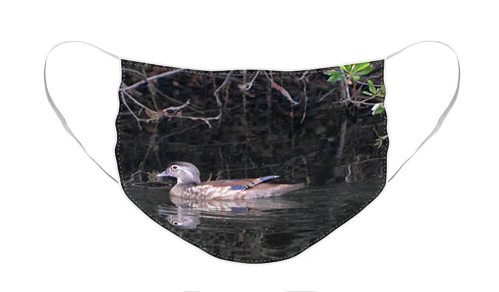 Wood Duck Face Mask featuring the photograph Wood Duck Parade by Jerry Griffin